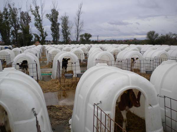 Deti za kravou 089 My a teliatka